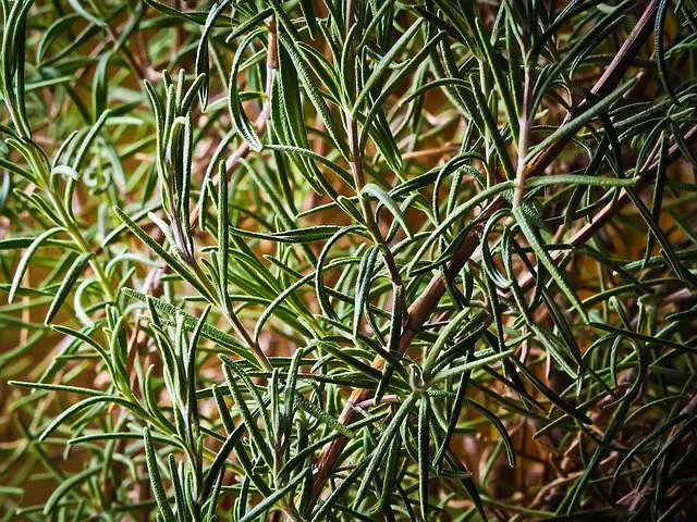 can rosemary grow indoors