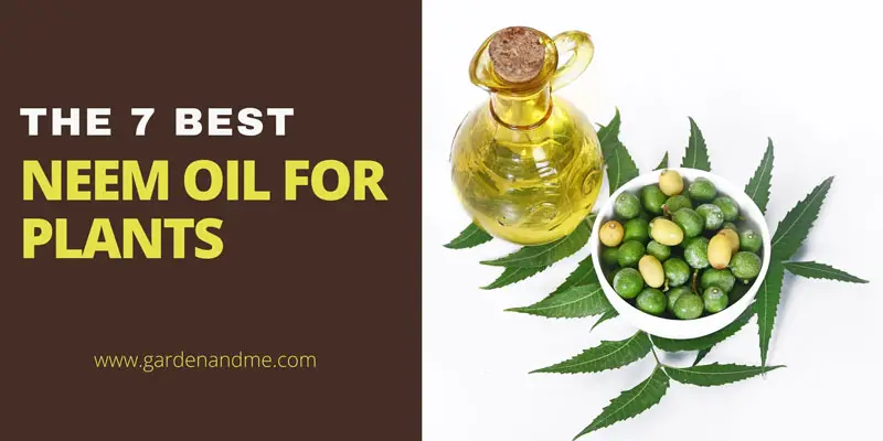 Best-neem-oil-for-plants