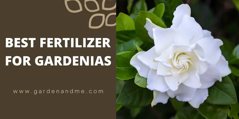 best fertilizer for gardenias