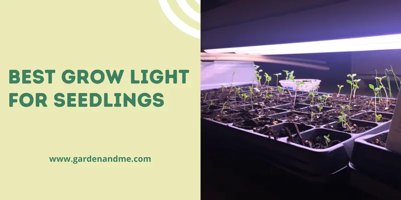best grow light for seedlings