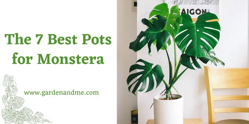 best pot for monstera