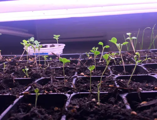 grow light for seedlings