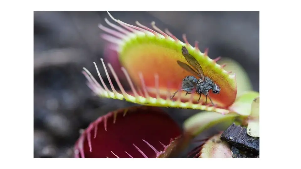 venus fly plant