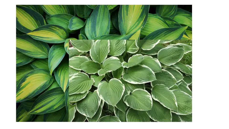 how long can hostas stay out of soil