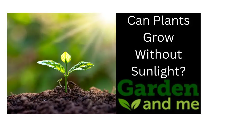 plants growing without sunlight