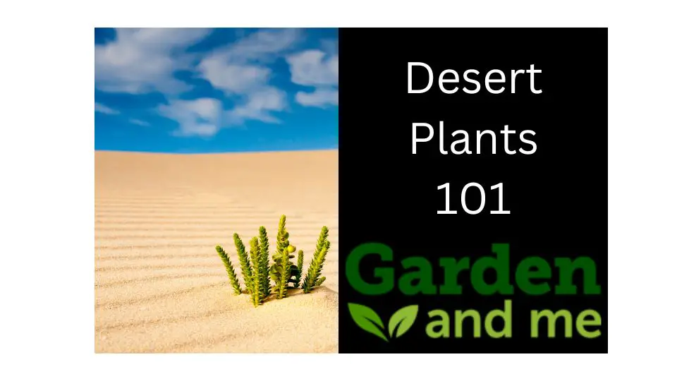 How Do Plants Survive in the Desert