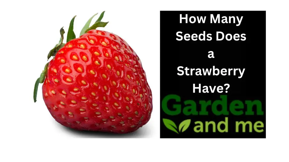 How Many Seeds Does a Strawberry Have?