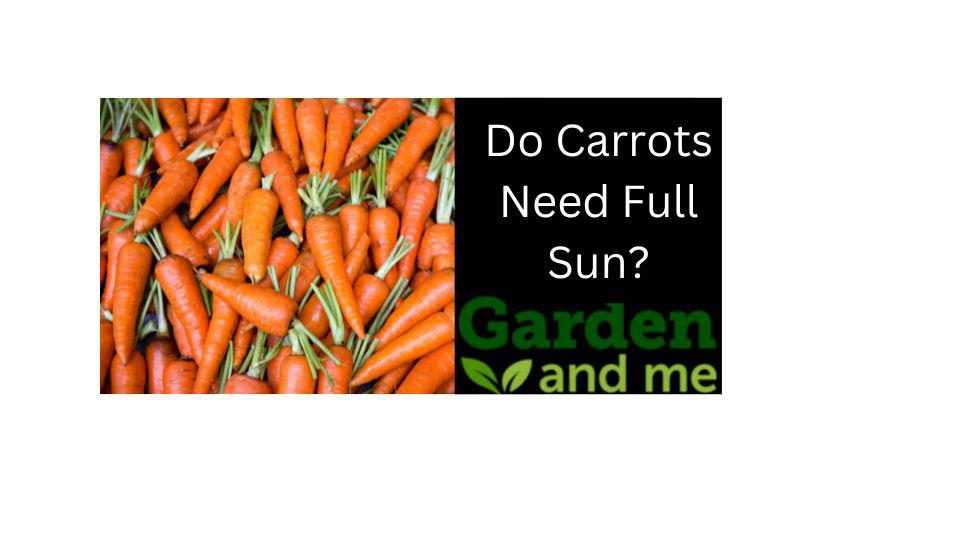 do carrots need sunlight