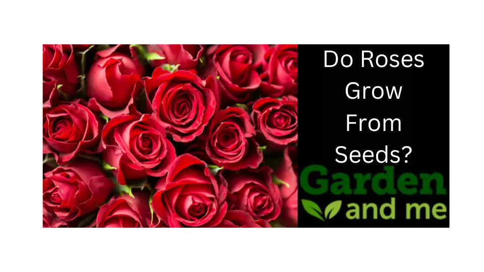do roses grow from seeds