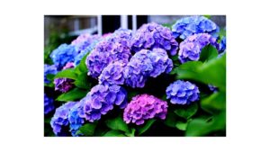 Hydrangea