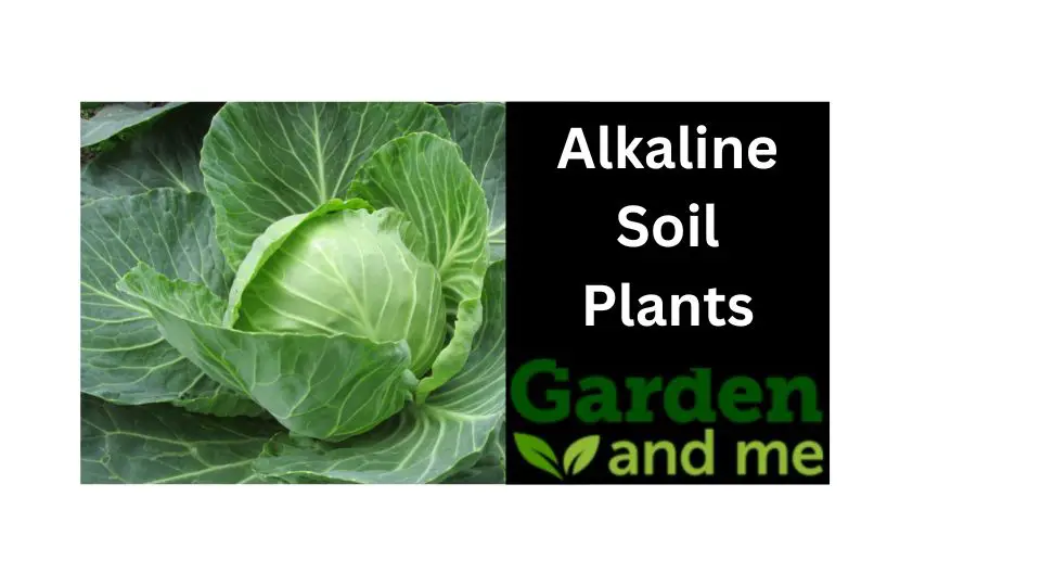 alkaline soil plants
