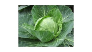 cabbage 