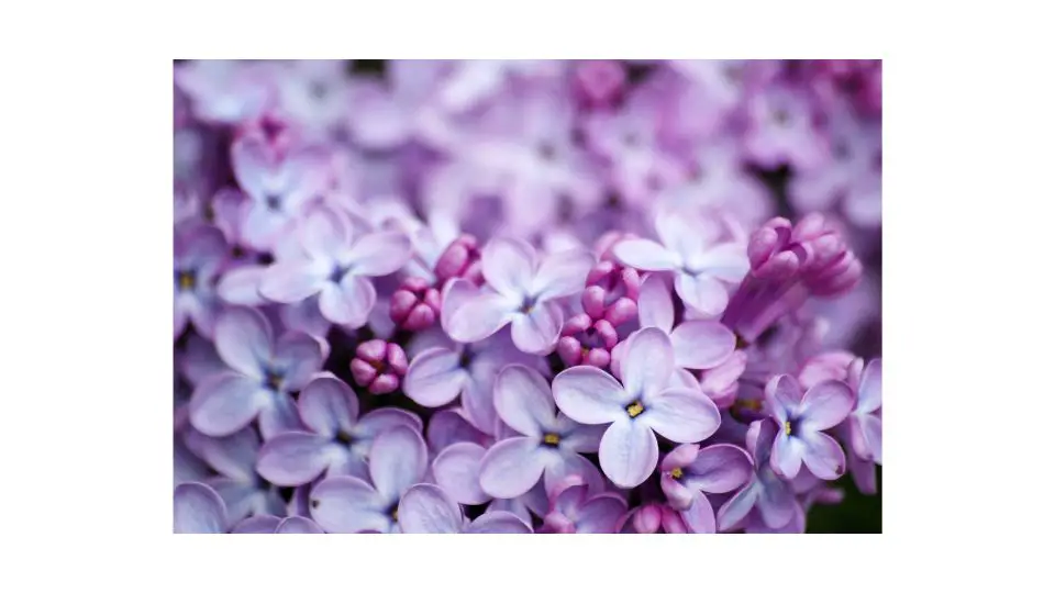 Plants that Like Alkaline Soil (5 Examples)