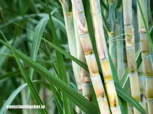 Is Sugar Cane a Fruit or Vegetable? How to classify it and its benefit ...